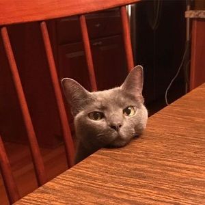 Meet your Posher, Pamela